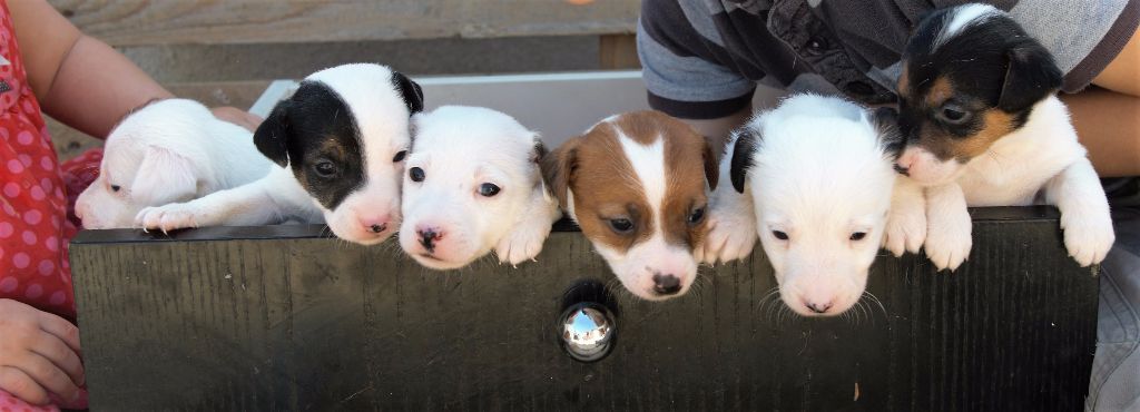 chiot Jack Russell Terrier Ornella Calligaro